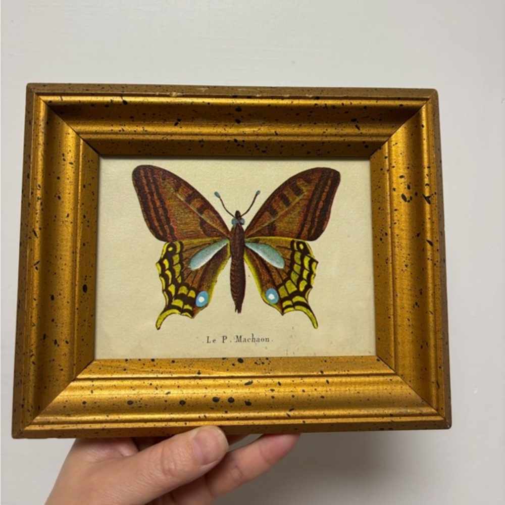 Vintage framed print Le P. Machaon butterfly